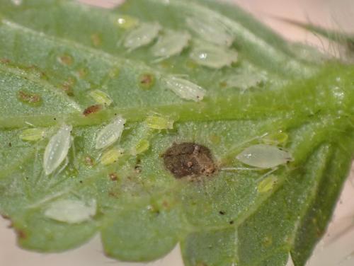 Réf. 348 627 : Cryptomyzus galeopsidis